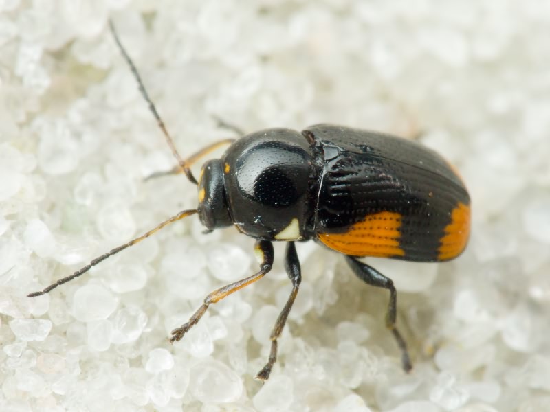 Cryptocephalus (Cryptocephalus) moraei (Linnaeus, 1758)